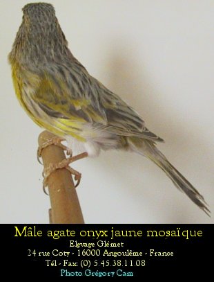 Dernire mutation apparue chez le canari couleur elle se traduit par une modification de la disposition de la mlanine  l'intrieur de la plume. Le pigment sombre s'tend vers l'interstrie ce qui donne un voile sur l'oiseau. Chez l'agate onyx, les stries sont grises trs fonces et le voile gristre.