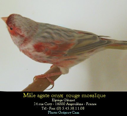 Dernire mutation apparue chez le canari couleur elle se traduit par une modification de la disposition de la mlanine  l'intrieur de la plume. Le pigment sombre s'tend vers l'interstrie ce qui donne un voile sur l'oiseau.