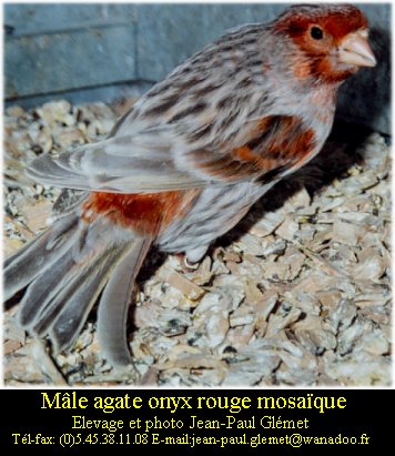 Dernire mutation apparue chez le canari couleur elle se traduit par une modification de la disposition de la mlanine  l'intrieur de la plume. Le pigment sombre s'tend vers l'interstrie ce qui donne un voile sur l'oiseau.