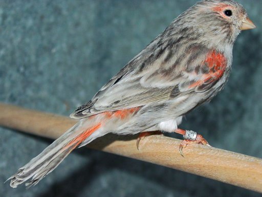 Dernire mutation apparue chez le canari couleur elle se traduit par une modification de la disposition de la mlanine  l'intrieur de la plume. Le pigment sombre s'tend vers l'interstrie ce qui donne un voile sur l'oiseau.