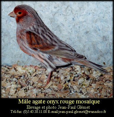 Dernire mutation apparue chez le canari couleur elle se traduit par une modification de la disposition de la mlanine  l'intrieur de la plume. Le pigment sombre s'tend vers l'interstrie ce qui donne un voile sur l'oiseau.