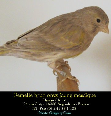 Dernire mutation apparue chez le canari couleur elle se traduit par une modification de la dispositionde la mlanine  l'intrieur de la plume. Le pigment sombre s'tend vers l'interstrie ce qui donne un voile sur l'oiseau.Le brun parait stri mais avec un voile.