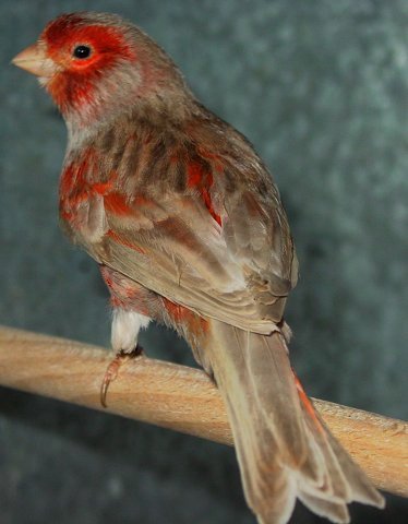Dernire mutation apparue chez le canari couleur elle se traduit par une modification de la disposition de la mlanine  l'intrieur de la plume. Le pigment sombre s'tend vers l'interstrie ce qui donne un voile sur l'oiseau.