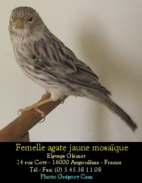 Les agates prsentent un dessin stri noir discontinu depuis le haut du dos. Les flancs sont stris. Les stries seront fines et se dtacheront sur un fond parfaitement dpourvu de brun ce qui laissera voir le pigment lipochromique ou prendra une teinte gris argent chez le mosaque et le fond blanc. Les rmiges et rectrices ont des bordures sans traces bruntres, laissant voir le pigment lipochromique ou de tonalit gris argent chez le mosaque et le fond blanc. Le dessin de tte est particulier: le front est assez clairci sauf chez le femelle mosaque, le dessin est condens sur la tte des intensifs(calotte) et stri chez les autres. Sauf chez le mosaque, il y a une ligne oculaire sans mlanine et des moustaches de chaque ct du bec. Le bec, les pattes et les ongles sont clairs.