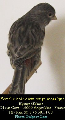 Dernire mutation apparue chez le canari couleur elle se traduit par une modification de la dispositionde la mlanine  l'intrieur de la plume. Le pigment sombre s'tend vers l'interstrie ce qui donne un voile sur l'oiseau.