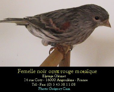 Dernire mutation apparue chez le canari couleur elle se traduit par une modification de la dispositionde la mlanine  l'intrieur de la plume. Le pigment sombre s'tend vers l'interstrie ce qui donne un voile sur l'oiseau.