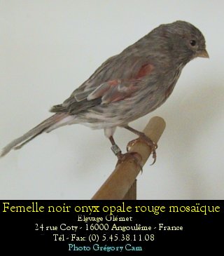 Dernire mutation apparue chez le canari couleur elle se traduit par une modification de la dispositionde la mlanine  l'intrieur de la plume. Le pigment sombre s'tend vers l'interstrie ce qui donne un voile sur l'oiseau.Mais l'onyx et l'opale tant deux allles, les sujets ayant les deux facteurs ont un aspect intermdiaire.