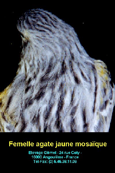 Les agates présentent un dessin strié noir discontinu depuis le haut du dos. Les flancs sont striés. Les stries seront fines et se détacheront sur un fond parfaitement dépourvu de brun ce qui laissera voir le pigment lipochromique ou prendra une teinte gris argent chez le mosaïque et le fond blanc. Les rémiges et rectrices ont des bordures sans traces brunâtres, laissant voir le pigment lipochromique ou de tonalité gris argent chez le mosaïque et le fond blanc. Le dessin de tête est particulier: le front est assez éclairci sauf chez le femelle mosaïque, le dessin est condensé sur la tête des intensifs(calotte) et strié chez les autres. Sauf chez le mosaïque, il y a une ligne oculaire sans mélanine et des moustaches de chaque côté du bec. Le bec, les pattes et les ongles sont clairs.