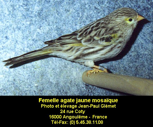 Les agates présentent un dessin strié noir discontinu depuis le haut du dos. Les flancs sont striés. Les stries seront fines et se détacheront sur un fond parfaitement dépourvu de brun ce qui laissera voir le pigment lipochromique ou prendra une teinte gris argent chez le mosaïque et le fond blanc. Les rémiges et rectrices ont des bordures sans traces brunâtres, laissant voir le pigment lipochromique ou de tonalité gris argent chez le mosaïque et le fond blanc. Le dessin de tête est particulier: le front est assez éclairci sauf chez le femelle mosaïque, le dessin est condensé sur la tête des intensifs(calotte) et strié chez les autres. Sauf chez le mosaïque, il y a une ligne oculaire sans mélanine et des moustaches de chaque côté du bec. Le bec, les pattes et les ongles sont clairs.