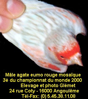 Les agate eumo prsentent un dessin stri discontinu de tonalit gris fonc mais pas noir. Ce dessin stri sera fin et prsent sur le dos et les flancs et se dtachera sur un fond trs clair laissant voir le pigment lipochromique dans une tonalit lumineuse. Chez le mosaque et le fond blanc, le fond d'oiseau sera d'un gris trs clair presque blanc. Le bec, les pattes et les ongles sont clairs. Les yeux sont rouges.