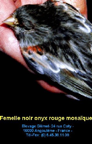 Dernire mutation apparue chez le canari couleur elle se traduit par une modification de la dispositionde la mlanine  l'intrieur de la plume. Le pigment sombre s'tend vers l'interstrie ce qui donne un voile sur l'oiseau.