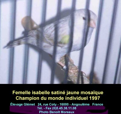 Les satins prsentent un contraste important entre les stries et le fond de l'oiseau. Les stries sont prsentes sur la tte, le dos et les flancs et sont trs fines. Leur tonalit est beige. Les stries forment un dessin discontinu qui se dtache nettement sur le fond de l'oiseau qui sera trs dilu et laissera fortement voir le pigment lipochromique ou prendra une couleur blanche chez le mosaque et le fond blanc. Le bec, les pattes et les ongles sont clairs. Les yeux sont rouges.