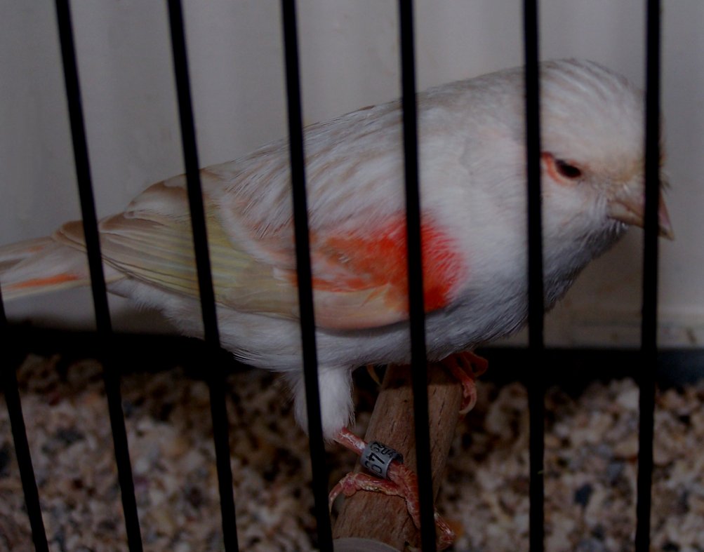 Les satins prsentent un contraste important entre les stries et le fond de l'oiseau. Les stries sont prsentes sur la tte, le dos et les flancs et sont trs fines. Leur tonalit est beige. Les stries forment un dessin discontinu qui se dtache nettement sur le fond de l'oiseau qui sera trs dilu et laissera fortement voir le pigment lipochromique ou prendra une couleur blanche chez le mosaque et le fond blanc. Le bec, les pattes et les ongles sont clairs. Les yeux sont rouges